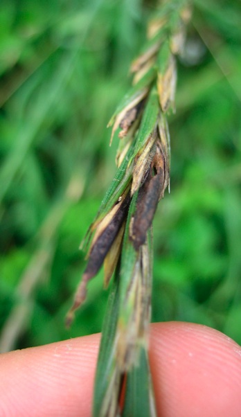 Claviceps su Agropyron repens?